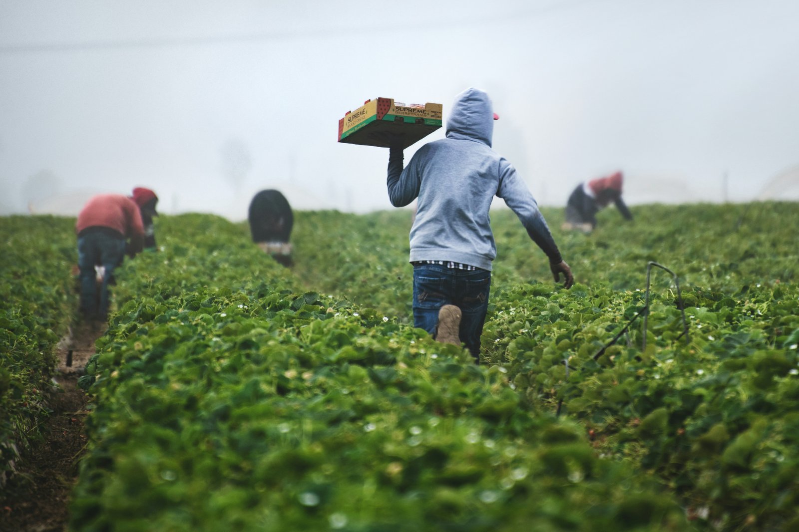Agriculture & Food Products